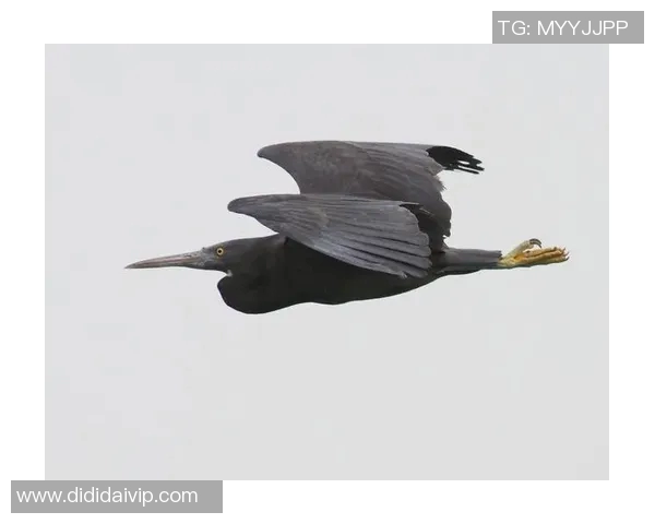 灰熊栖息地的变化对生态环境的影响及保护策略分析